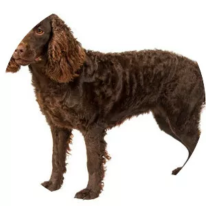 American Water Spaniel