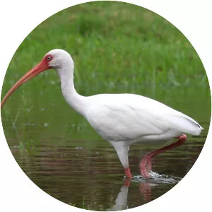 American white ibis