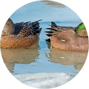 American wigeon