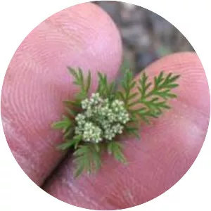 American Wild Carrot - Plants