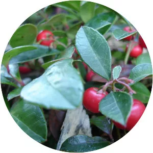 American Wintergreen