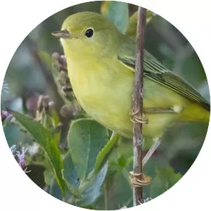 American yellow warbler - Bird