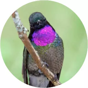 Amethyst-throated mountaingem