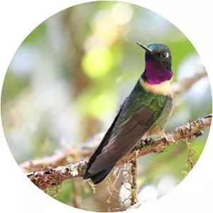 Amethyst-throated sunangel