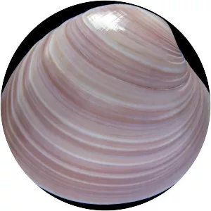 Amiantis purpurata - 