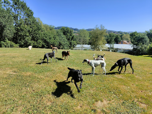 Amican Asturias Escuela y Hotel Canino