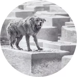 Amin El Dib - Photographer