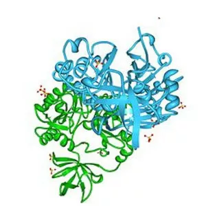 Aminomethyltransferase - 