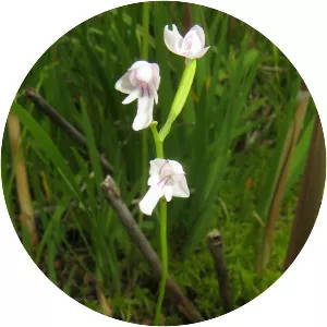 Amitostigma kinoshitae