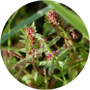 Ammannia baccifera