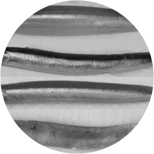 Ammodytes personatus