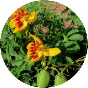 Amoreuxia palmatifida - Plants