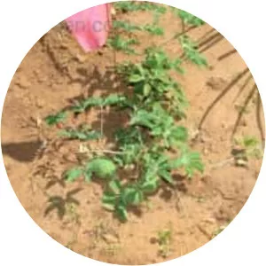 Amoreuxia wrightii - Plants