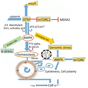 AMP-activated protein kinase - 