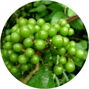 Ampelocissus africana