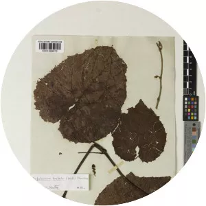 Ampelocissus barbata