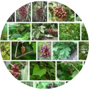 Ampelocissus latifolia - Plants