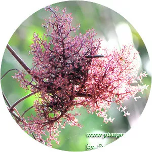 Ampelocissus martinii - 