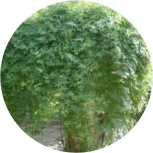 Ampelopsis aconitifolia