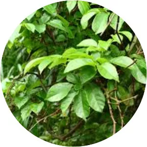 Ampelopsis cantoniensis