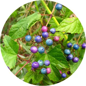 Ampelopsis glandulosa var. heterophylla