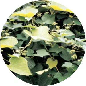 Ampelopsis heterophylla