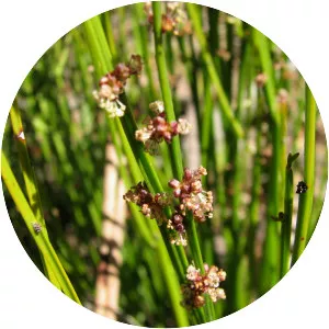 Amperea xiphoclada - 