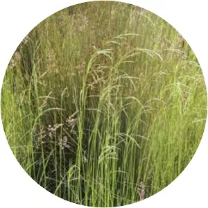 Amphibromus nervosus - 