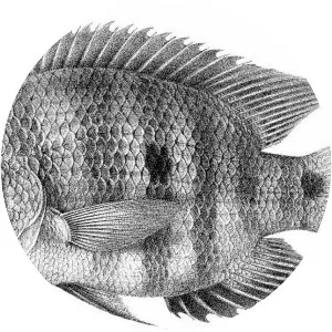 Amphilophus macracanthus - 