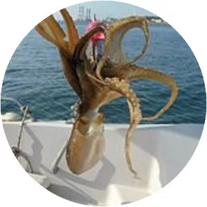 Amphioctopus fangsiao