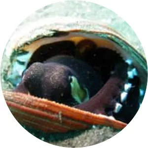 Amphioctopus marginatus