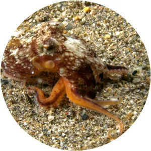 Amphioctopus
