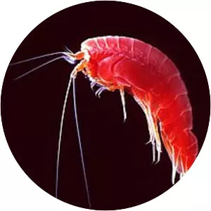 Amphipods