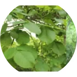 Amphipterygium adstringens