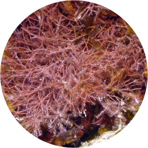 Amphiroa fragilissima - 