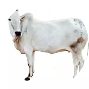 Amrit Mahal - Cattle breed