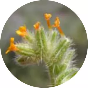 Amsinckia tessellata - Plants