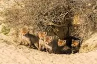 Amsterdamse Waterleidingduinen