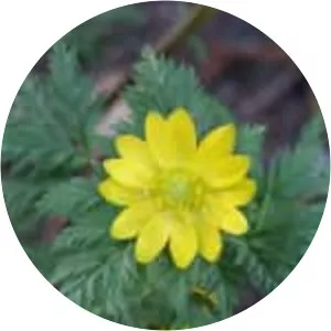 Amur adonis - Plants