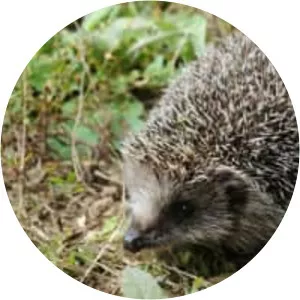Amur hedgehog photograph