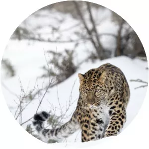 Amur leopard