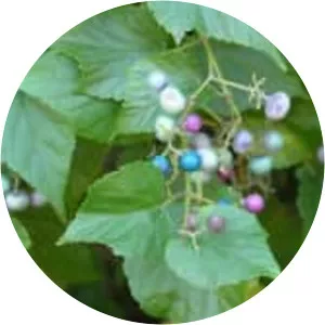 Amur peppervine