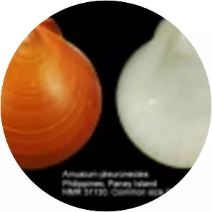 Amusium pleuronectes