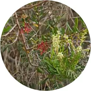 Amyema gaudichaudii - 