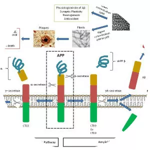 Amyloid beta - Protein