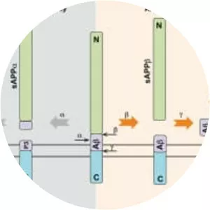 Amyloid precursor protein - 