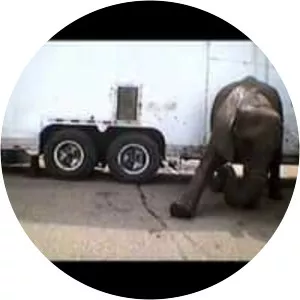 An Apology to Elephants