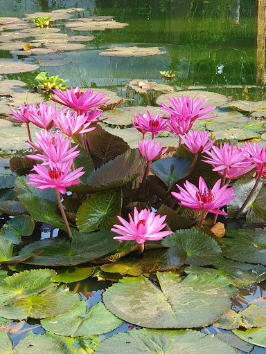 An Linh soccer field