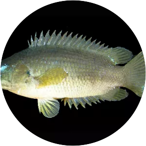 Anabas testudineus