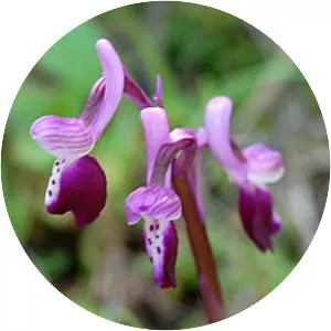 Anacamptis morio subsp. longicornu